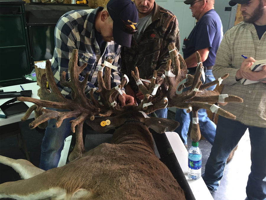 measuring-the-biggest-kentucky-buck-ever