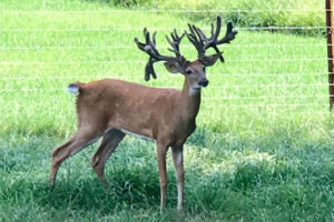 woodard whitetail giant trophy bucks - high fence hunt