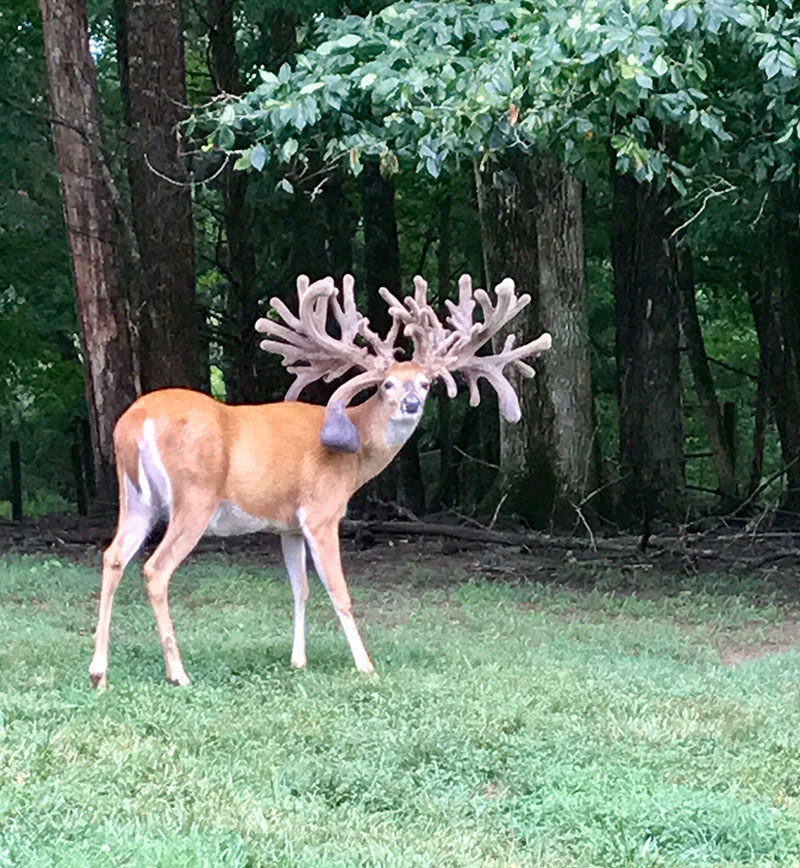 Buck Progress Report