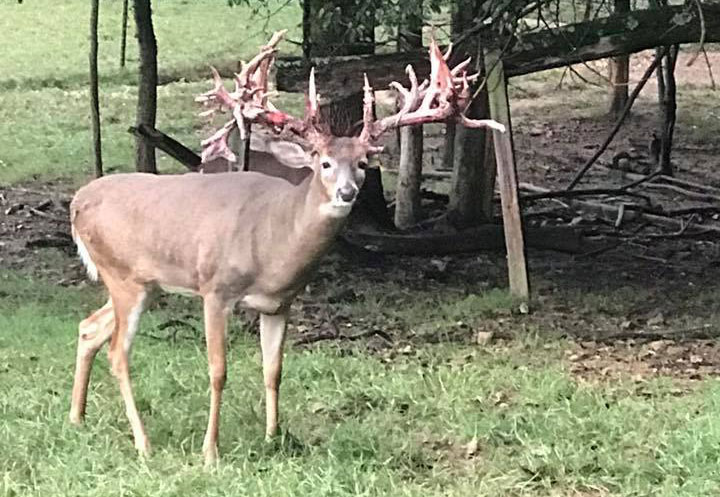kentucky trophy whitetail - 3 year old at Woodard Whitetails